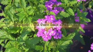 Tampa Verbain Native Verbena Florida Friendly Plant Gardening [upl. by Leta113]