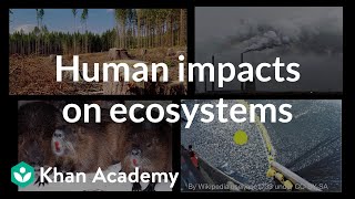 Human impacts on ecosystems  Biodiversity and human impacts  High school biology  Khan Academy [upl. by Yleik]