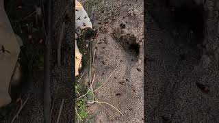 Removing Huge Hornet nest 13​ insectnest nature honeybee hornetnest farming nest [upl. by Tibbetts]