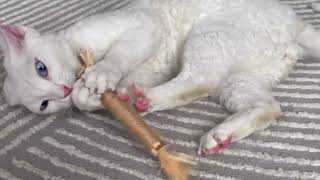 The Ultimate Cat Chew Toy Silvervine Stick Keeps Cats Happy and Furniture Safe [upl. by Illil424]