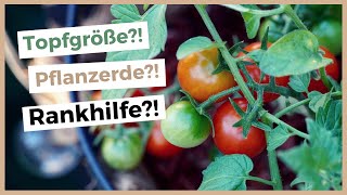 Die 11 wichtigsten Tipps für ertragreiche BalkonTomaten 🌱🍅 Tomaten im Topf pflanzen [upl. by Akinorev]