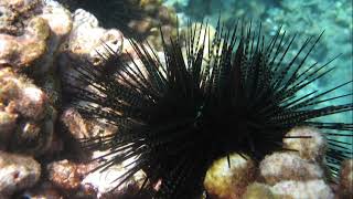 Facts The Banded Urchin [upl. by Richlad]