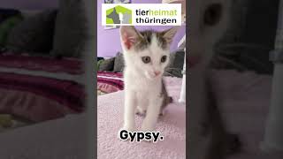 Katzen suchen ein Zuhause Kätzchen Gwiny Gucci Gismo und Gypsy [upl. by Aihsekin]