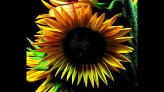 Sunflower Blooming Timelapse [upl. by Base]