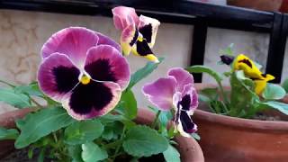 How to Grow and Care Pansy Plant  Care of Pansy [upl. by Kowatch]