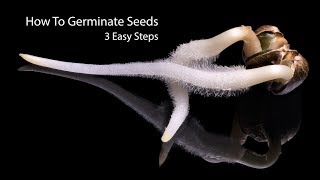 How To Germinate Seeds Fast  3 Simple Steps [upl. by Corbin]