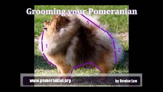 Pomeranian Trimming Guide by Denise Leo [upl. by Aztilem]