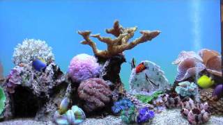 Marine Aquarium [upl. by Idoc]