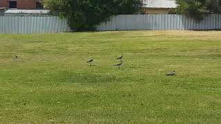 Masked lapwings Vanellus miles birds [upl. by Llerref995]