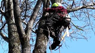 tree acrobat and wizards  cutting large hickory tree down [upl. by Dail856]