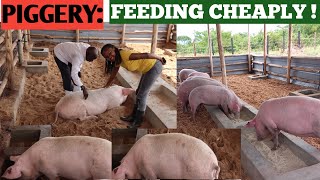 How To Feed PIGS At A Low COST  Cheap Feeds When To DEWORM PIGS [upl. by Belda]