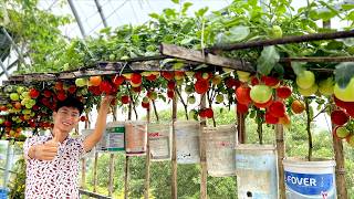 Want Your Tomato Plants to Double Their Yield This Trick Is Just for You [upl. by Magocsi]