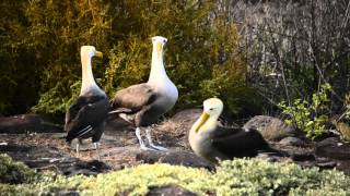 Galapagos Albatross Dance ガラパゴスアホウドリの求愛ダンス [upl. by Nylad]