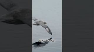 Fulmar The Beautiful and Dangerous Bird with a Surprising Defense [upl. by Aicul85]