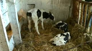 Viroqua farmers cow gives birth to live triplets [upl. by Rosenblum]