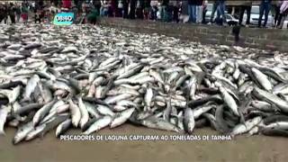 Pescadores de Laguna capturam 40 toneladas de tainha [upl. by Oniliuqnart]