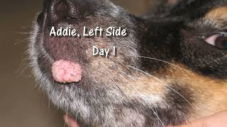 Canine Oral Papilloma Program for Dogs [upl. by Madancy]