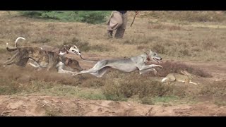 Greyhound rabbit hunting  New season  wild animals videos [upl. by Inalej]