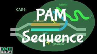 PAM Sequence  PAM Sequence Gor CRISPR  PAM Seq  Protospacer Adjacent Motif [upl. by Cinamod792]