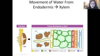 Chap 7 Part 1b  Transport of Water from Soil to Leaves  Cambridge ALevel 9700 Biology [upl. by Nedla]