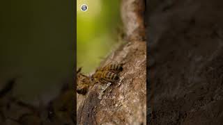 Bees and Oleic acid relation science sciencefacts [upl. by Naivaj]