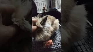 Hops the beautiful lionhead rabbit [upl. by Macy]