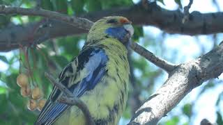 Yellow Rosella Call [upl. by Martha487]