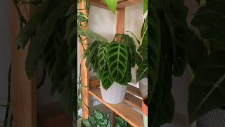 Planta calathea zebrina em Timelapse [upl. by Arotahs]