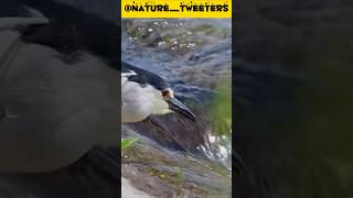 Blackcrowned Night Heron Locks onto Prey Precision Hunting for Fish [upl. by Ael]