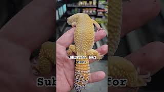 reels reptiles pets animals funny beardeddragon gecko boa snake shorts shortsfeed [upl. by Angelina361]