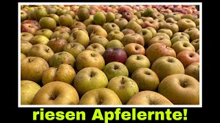 sooo viele Äpfel für Apfelsaft  Große Apfelernte verarbeiten  Selbstversorgung Apfel [upl. by Prudence]