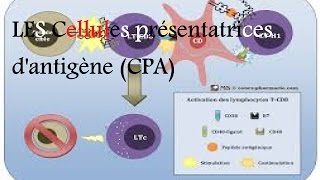 LES Cellules présentatrices de lantigène CPA [upl. by Anelagna]