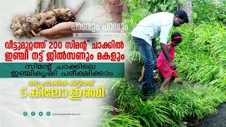 ഓട്ടോ ഡ്രൈവറുടെ ഇഞ്ചി കൃഷി  GROBAG GINGER [upl. by Suoicerpal]