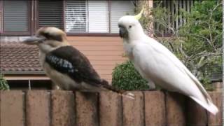 Cockatoo teasing Kookaburra [upl. by Derman]