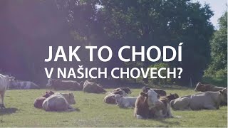 Jsme AGROFERT Jak to chodí v našich chovech [upl. by Silra]