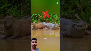 Do Crocodiles Eat Capybaras shorts youtubeshorts viralshorts viralvideo [upl. by Assilana]