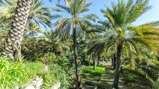 Date palm plantation in Misfat al Abryeen in Oman [upl. by Enelyk401]