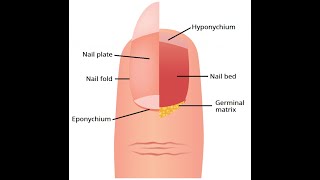 Components of the nail unit Nail plate Matrix Hyponychium Nail bed and proximal nail fold [upl. by Ru44]