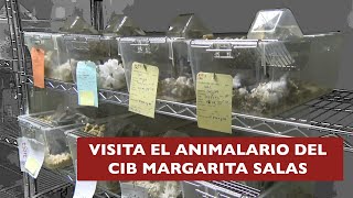 Bienvenidoa al animalario del CIB Margarita Salas [upl. by Esiom50]