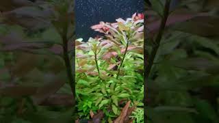 Ludwigia Polycarpa Ludwigia Polycarpa [upl. by Yenatirb]