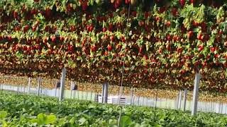 Fresas en Hidroponía Castro Verde Portugal [upl. by Ydaf]