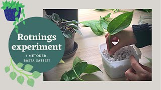 Rotning experiment  Bästa sättet Sticklingar av gullranka Philodendron silverranka  Del 1 [upl. by Selin]