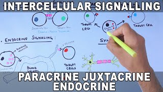 Intercellular Signalling  Cell to Cell Communication [upl. by Humberto158]