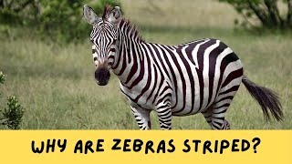 Why Are Zebras Striped [upl. by Xed]