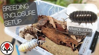 Armadillidium Vulgare  Breeding Enclosure Setup Common Pilbugs [upl. by Petes810]