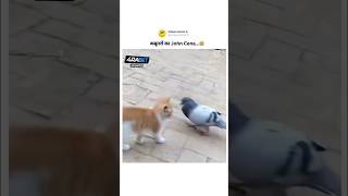 WWE John Cena fight🔥Cat vsक़बूतर😂funnymemesfunnyvideowwejohncenafightingtrendDRxSalmanMalik [upl. by Hanny]