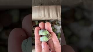 Prepare lithops before planting [upl. by Ahsimak942]