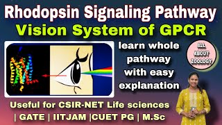 RHODOPSIN SIGNALING PATHWAY OF GPCR  MSc Classes  Cell Biology CSIRNET LIFE SCIENCES GATE [upl. by Kostival]