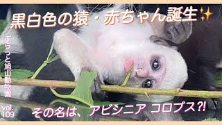 産まれた時は真っ白！アビシニア コロブスのかわいい赤ちゃん誕生旭山動物園vol109it was a pure white cute baby of Colobus guerezamonkey [upl. by Iman]