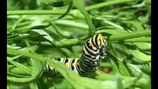 Eastern black swallowtail caterpillars on parsley plants [upl. by Hsuk]